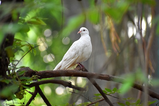 peace dove perched on branch