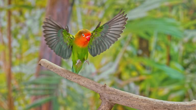 SLO MO Lovebird landing on a branch