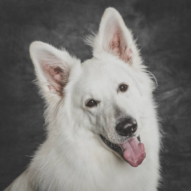 istock Studio portrait of an expressive White Swiss Shepherd dog 993016746