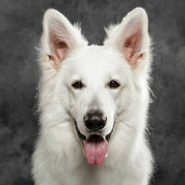 istock Studio portrait of an expressive White Swiss Shepherd dog 993016910