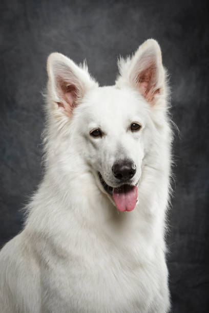 istock Studio portrait of an expressive White Swiss Shepherd dog 993016916