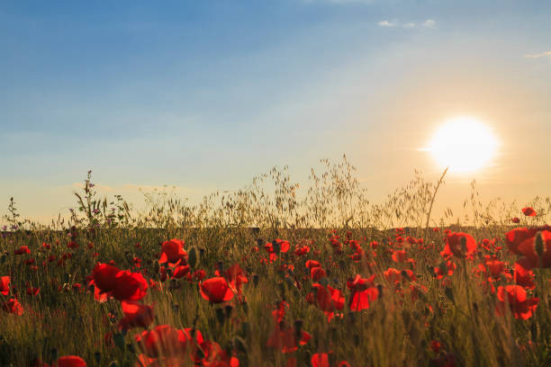 istock Field of poppies 993019964