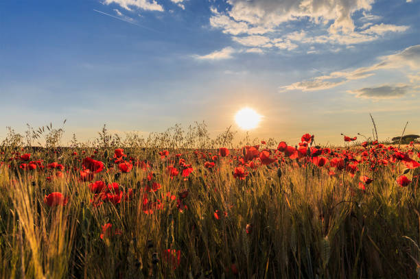 istock Field of poppies 993019974