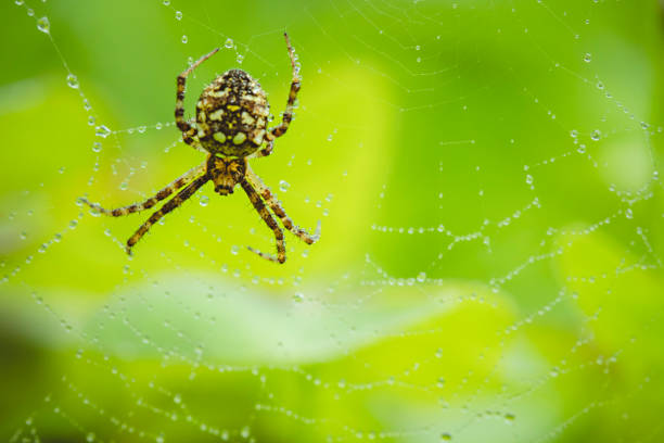Outdoor macro image of common garden spider (Araneus diadematus) in its habitat. Image shot in the and of June in Himachal Pradesh, India.
