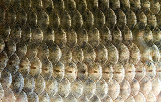 istock Texture of freshwater fish scales 993020586