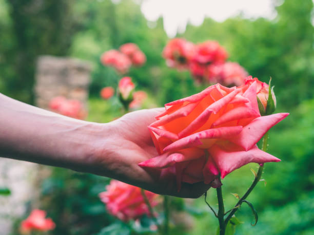 istock Female hand holding gently touching rose flower close-up 993020722
