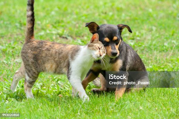 Gato Y Perro Tocan Sus Cabezas Amistad Animal Hermoso Gato Y Perro Amor Foto de stock y más banco de imágenes de Gato doméstico