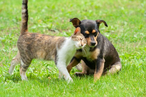 cat and dog are touching their heads. Beautiful animal friendship. Cat and dog love cat and dog are touching their heads. Beautiful animal friendship. Cat and dog love purebred cat photos stock pictures, royalty-free photos & images