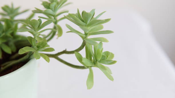istock flowerpot planted green plants 993021408