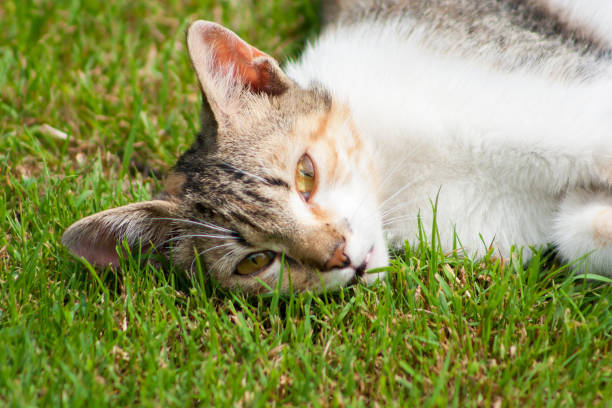 istock A young cat lies on the grass, rests and plays 993024132