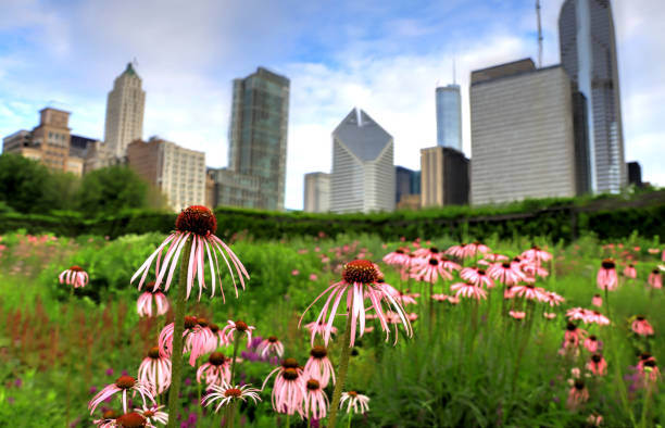 Chicago skyline from Lurie Garden stock photo