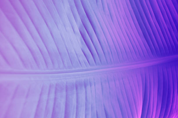 istock Tropical and palm leave texture background in vibrant bold dark gradient holographic colors. Concept art for minimal fashion surrealism. 993025032