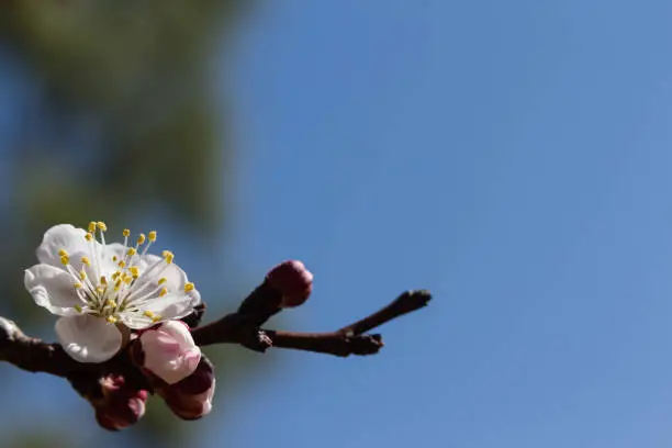 Flowering Apricot tree in bloom at spring