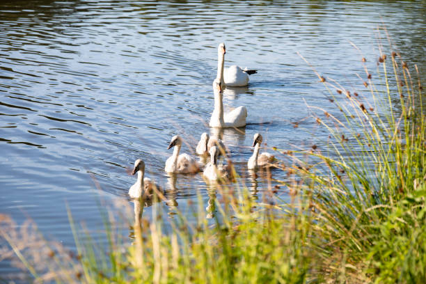 istock cygnus family on lake bankside 993068556