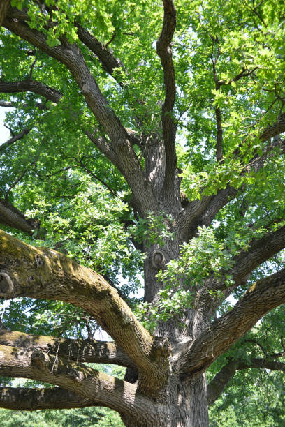 istock In the canopy of an ancient Oak tree 993073844