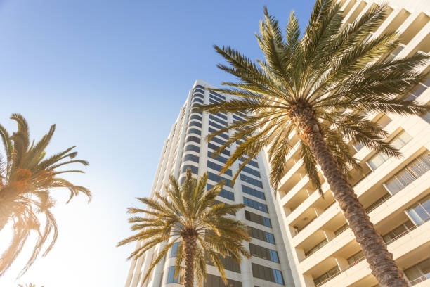 istock Bottom view on palms and modern buildings in Los Angeles 993074048