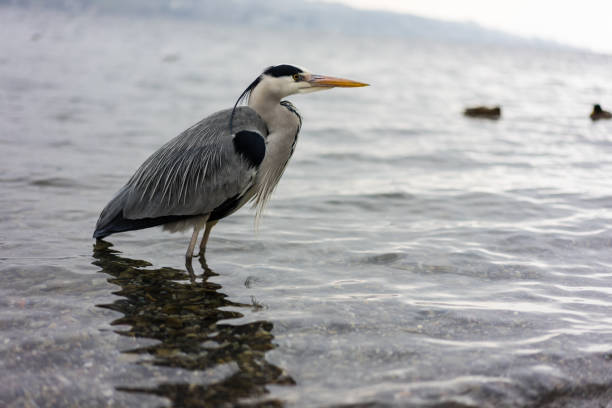 crane bird standing in water, wintertime at lake zurich