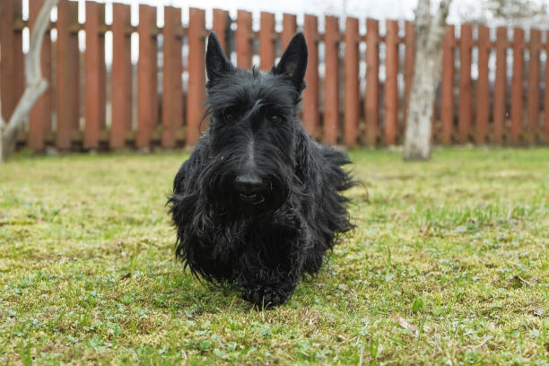 istock fun black Scotch Terrier jumping in the grass 993081194