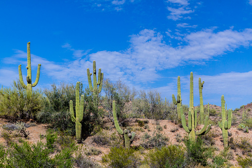 Hillside with giant native Saguaro cacti, in Arizona's Sonoran desert. Deep blue desert sky with clouds is overhead.