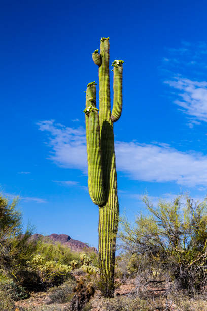 tall saguaro cactus with white flowers in sonoran desert. desert brush in foreground, rocky hill and blue sky in background. - sahuaro imagens e fotografias de stock