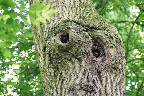 istock Juvenile great spotted woodpecker chick looking out from tree trunk nest 993088656