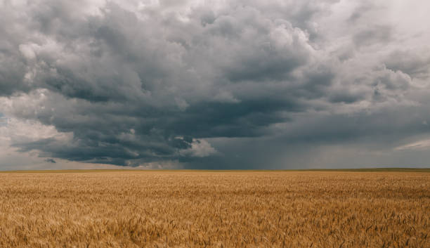 istock thunderstorm hurricane clouds field agricultural crops wheat 993094394