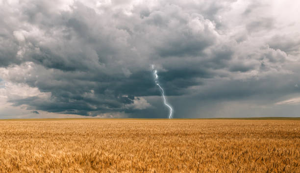 burza huragan chmury pola upraw rolnych pszenicy - storm wheat storm cloud rain zdjęcia i obrazy z banku zdjęć