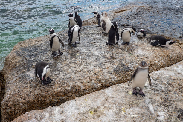istock Jackass penguins roaming freely along the coast. 993102174