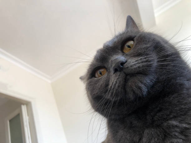 istock Gray shorthair British cat 993103040