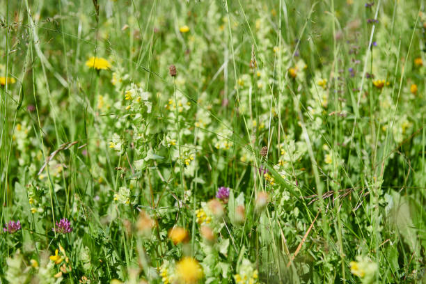 Close-up of section of an Italian field with wild flowers and grass. Colorful and vibrant