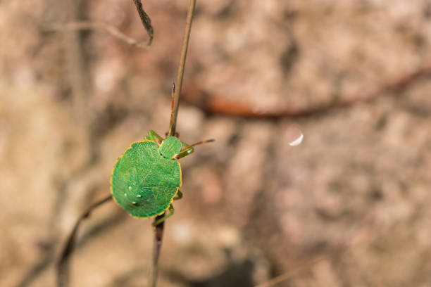 green Nezara viridula on dry branch
