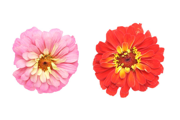 istock flower head of zinnia in a white background 993110254