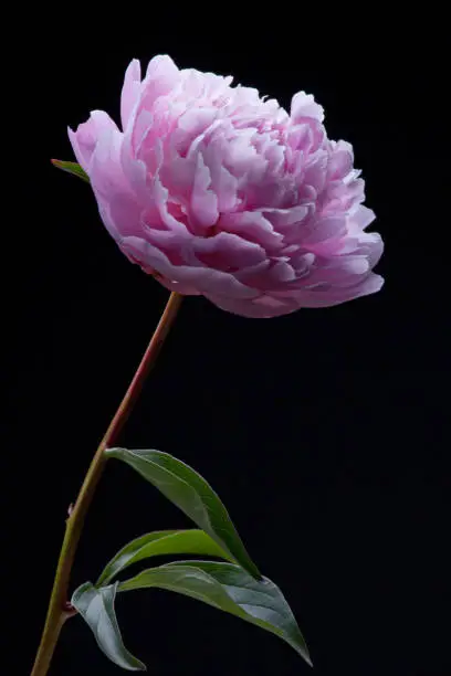 pink pion macro flower