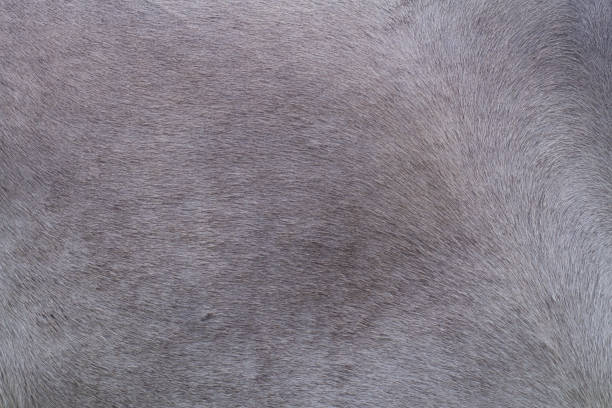 istock horse skin or fur 993117888