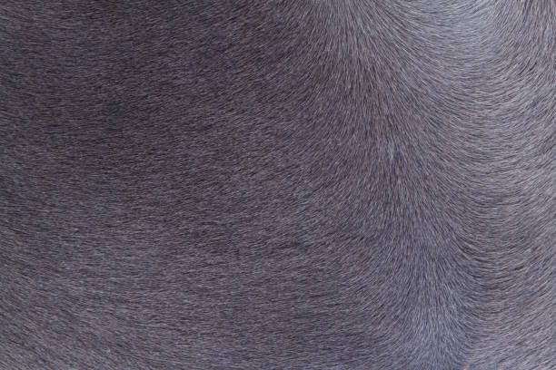 istock horse skin or fur 993118078