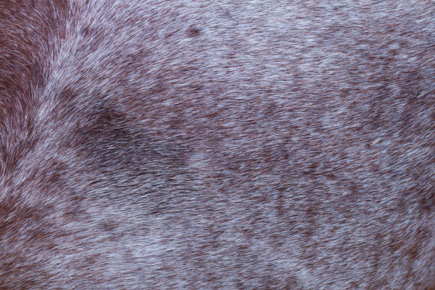 istock horse skin or fur 993118748