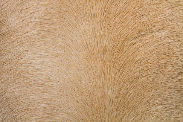 istock horse skin or fur 993118916