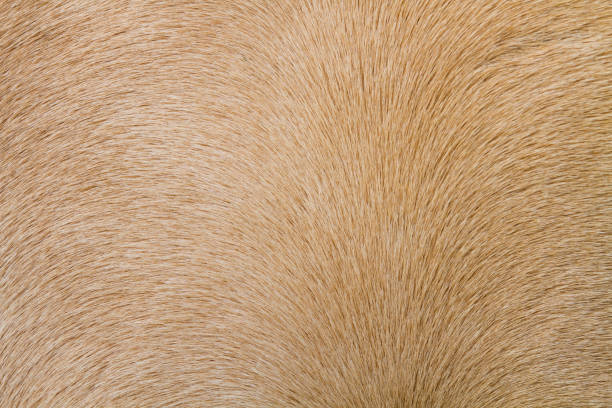 istock horse skin or fur 993119008