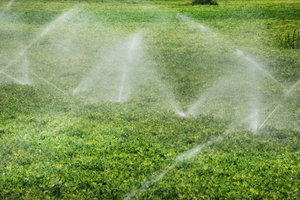 istock Agricultural image of watering vegetable fields 993126442