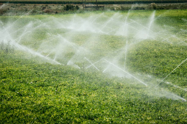 istock Agricultural image of watering vegetable fields 993126770