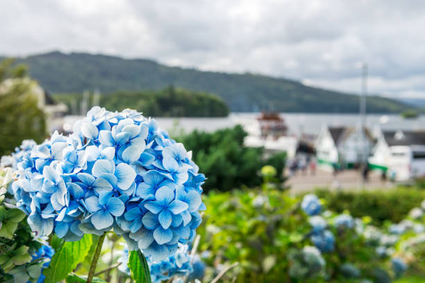 istock Hydrangea Plants with blurred background of a small tourist resort town 993139906