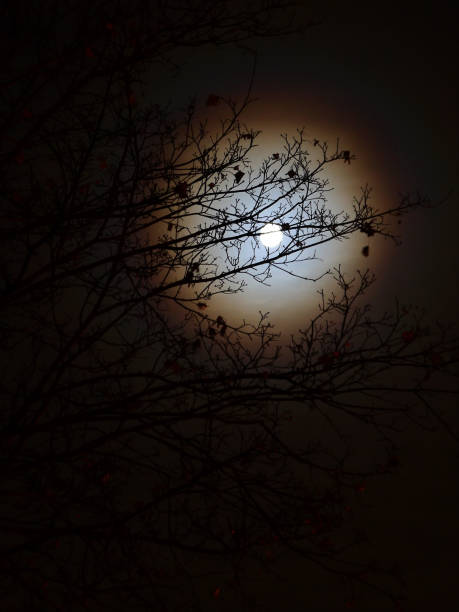 istock A moon with a halo behind branches of a tree 993147514