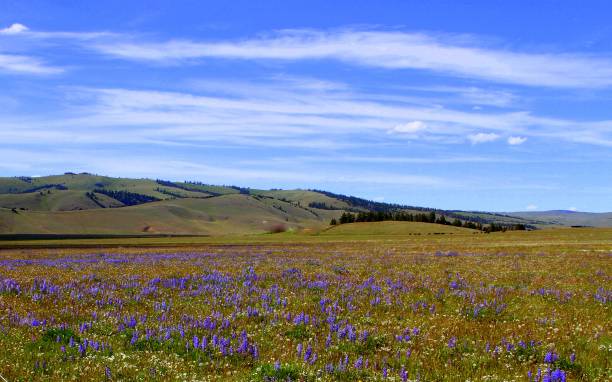 istock Montana Lupine Meadow 993152908