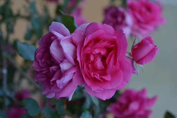 istock Blossom of pink roses 993153620