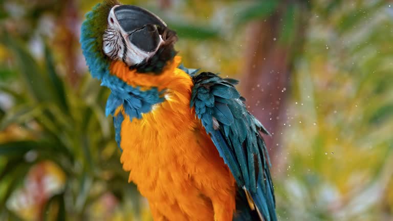 SLO MO Blue-and-yellow macaw shaking water off while sitting on a branch