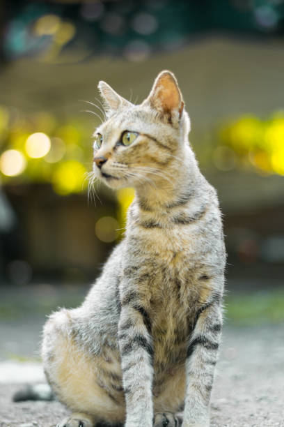 istock Cat portrait at home 993166462