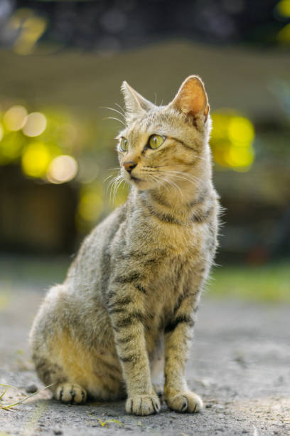 istock Cat portrait at home 993166644