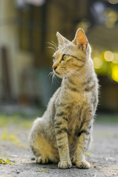 istock Cat portrait at home 993166754