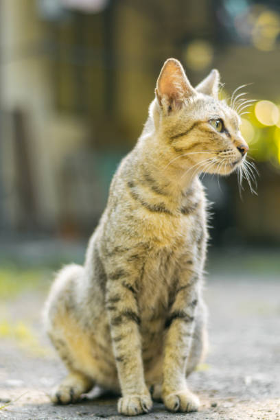 istock Cat portrait at home 993166804