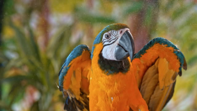 Blue and yellow macaw flying off a branch